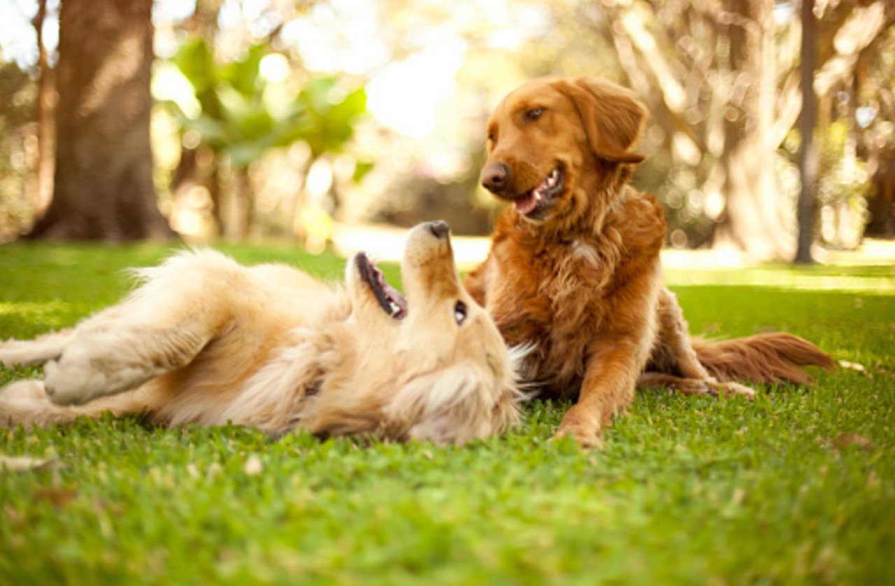 two dogs playing on the grass